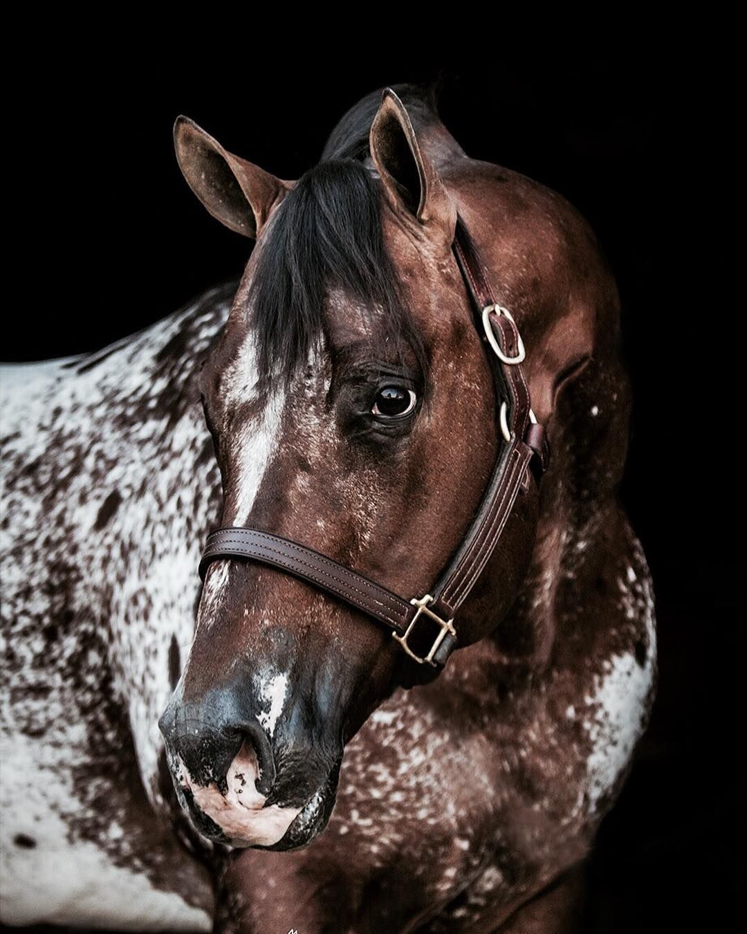The Secret Pardon - Appaloosa Quarter Horse Stallion